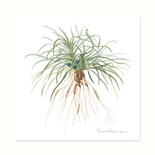 Load image into Gallery viewer, Nineteenth Century Botanicals
