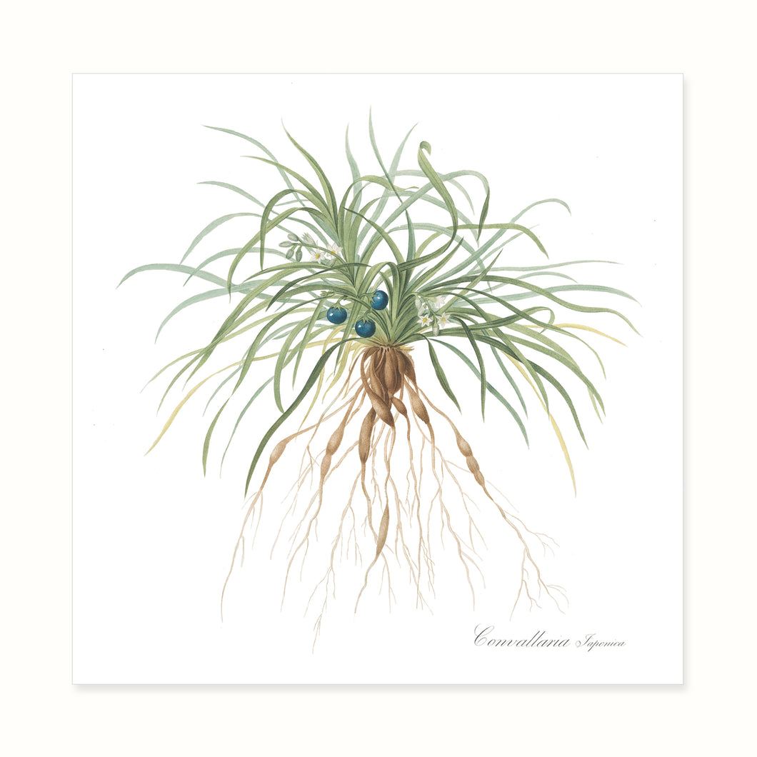 Nineteenth Century Botanicals