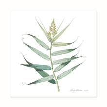 Load image into Gallery viewer, Nineteenth Century Botanicals
