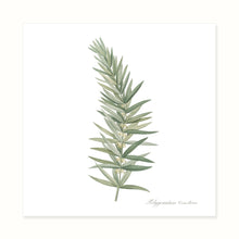 Load image into Gallery viewer, Nineteenth Century Botanicals
