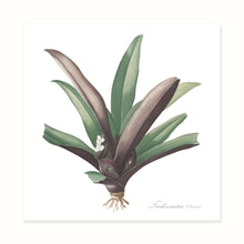 Load image into Gallery viewer, Nineteenth Century Botanicals
